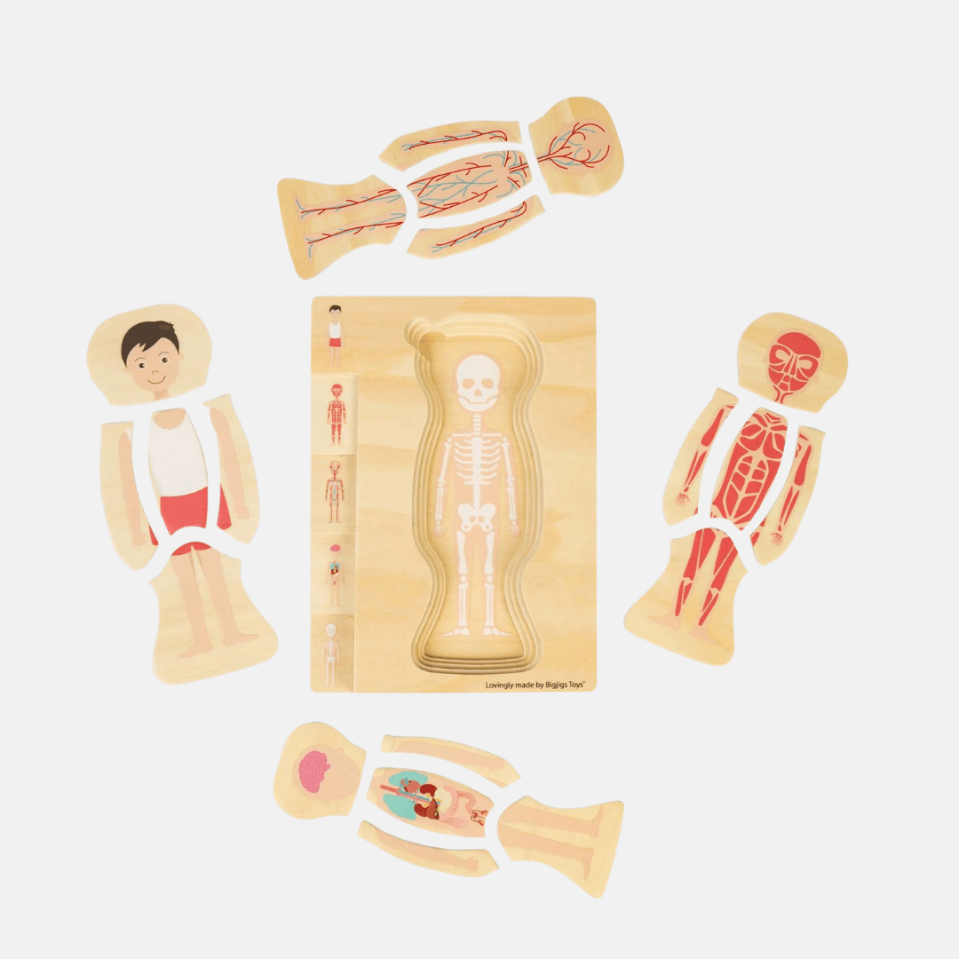Wooden Anatomy Puzzles