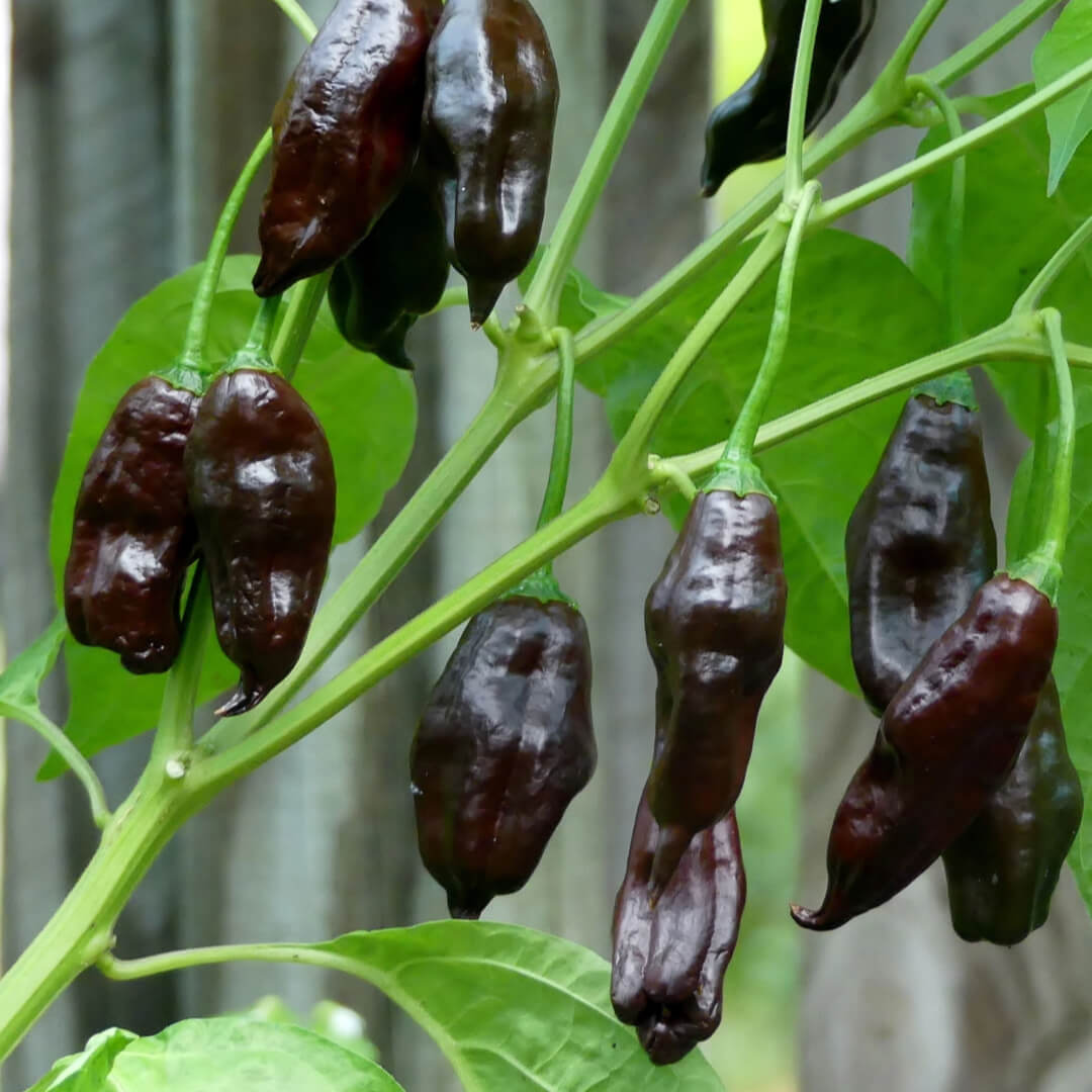 Herboo Machu Pichu Chilli Seeds