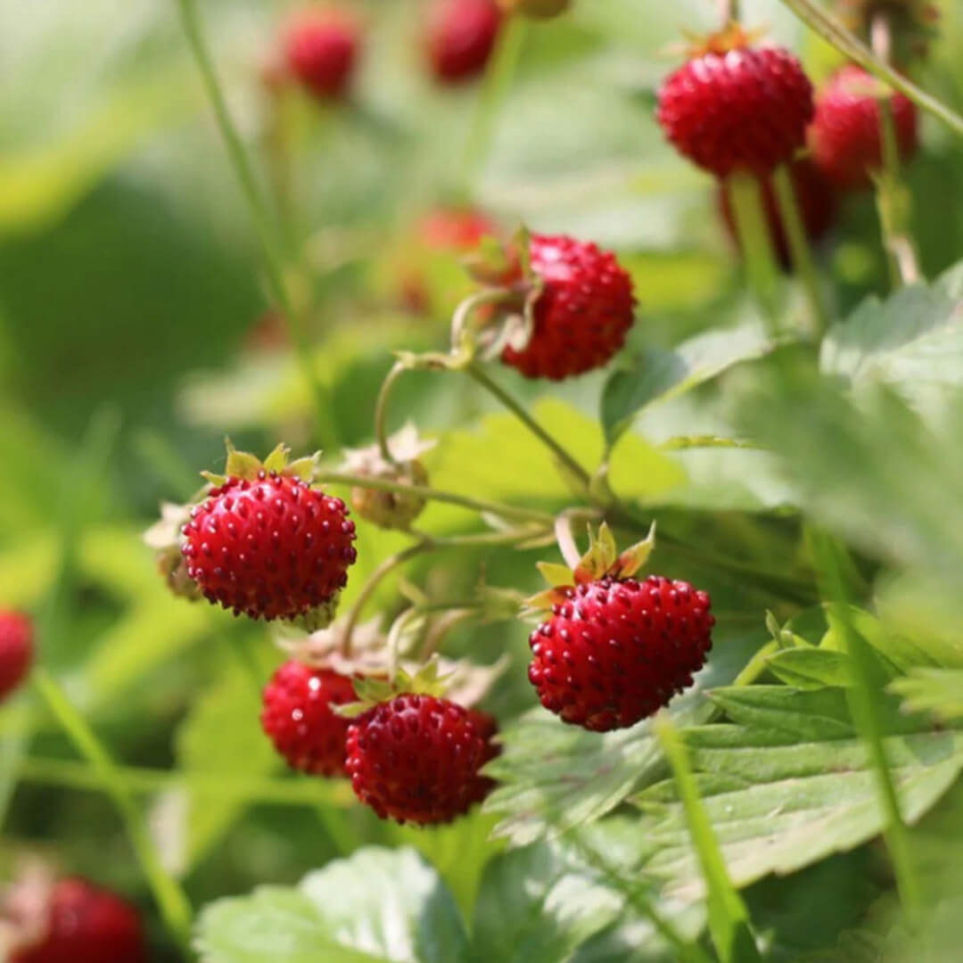 Herboo Alexandria Strawberry Seeds