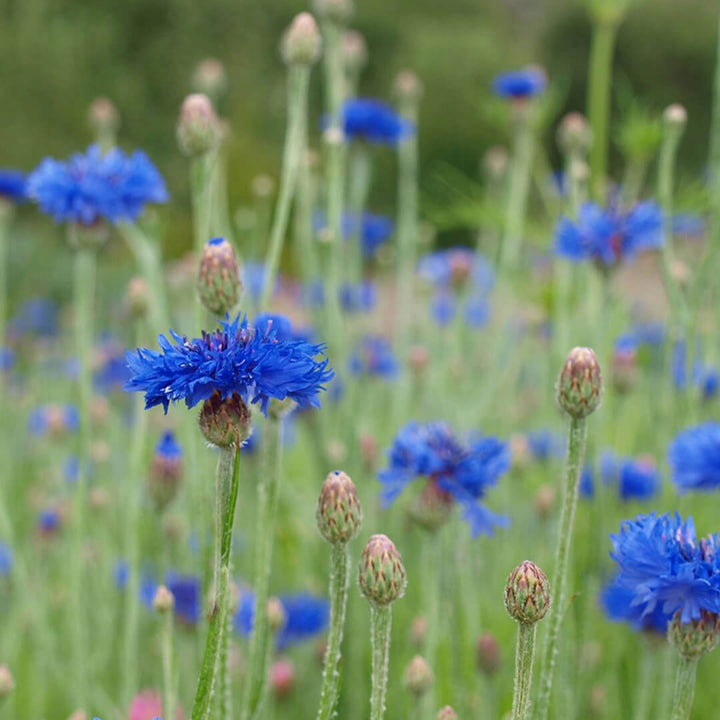 Herboo Cornflower Blue Seeds