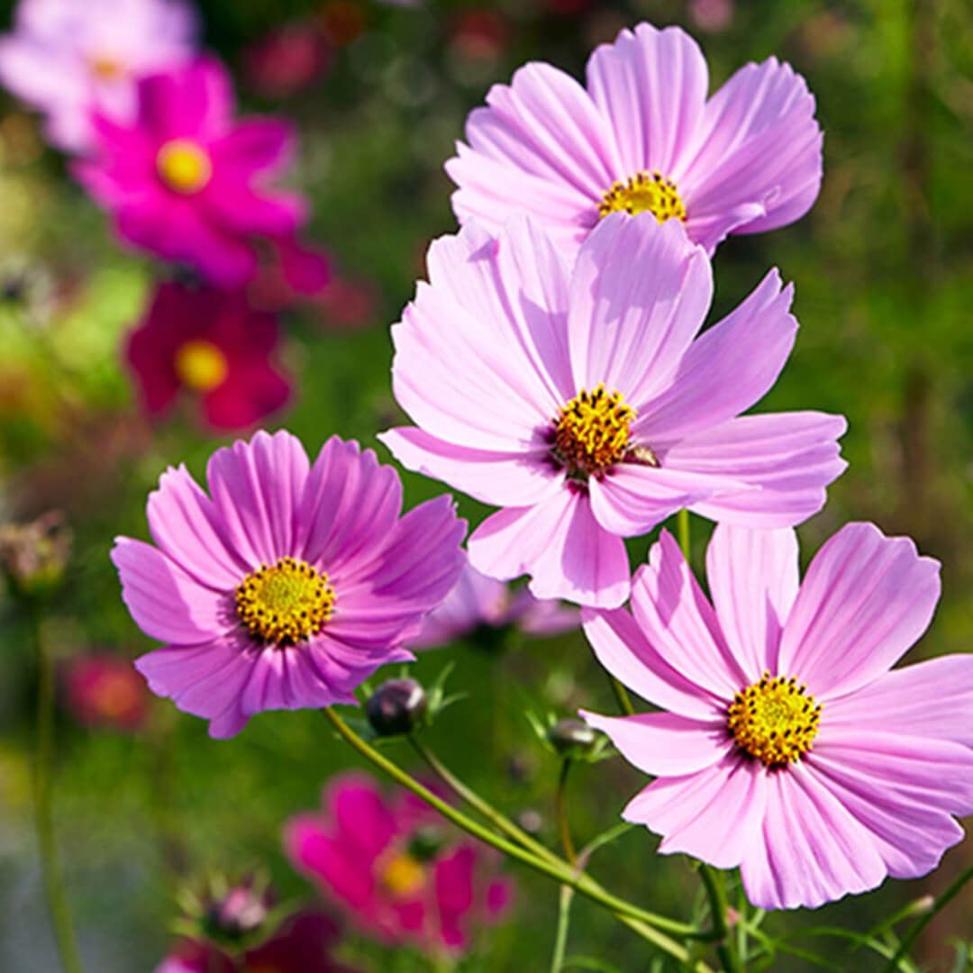 Herboo Cosmos Sensation Seeds