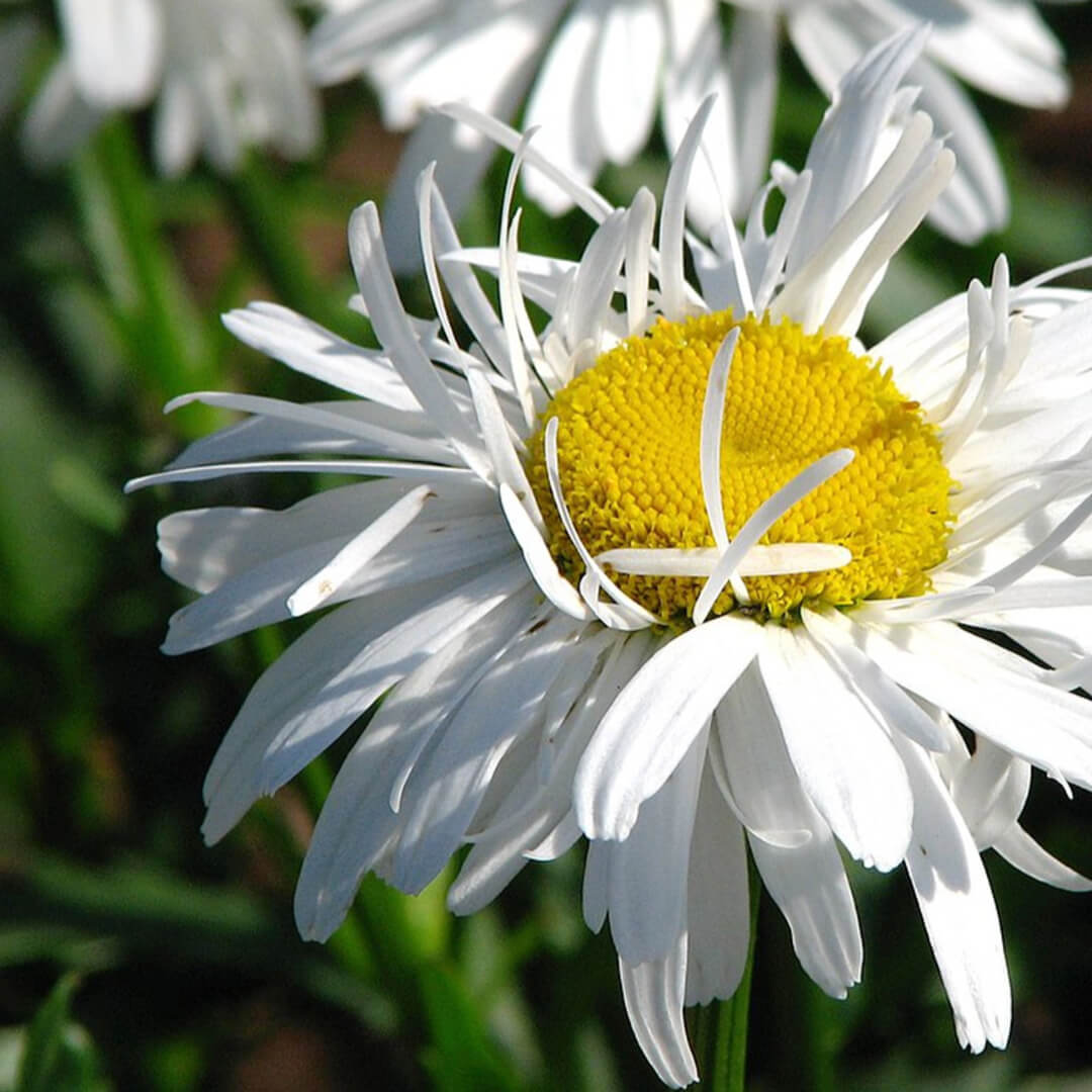 Herboo Crazy Daisy Seeds