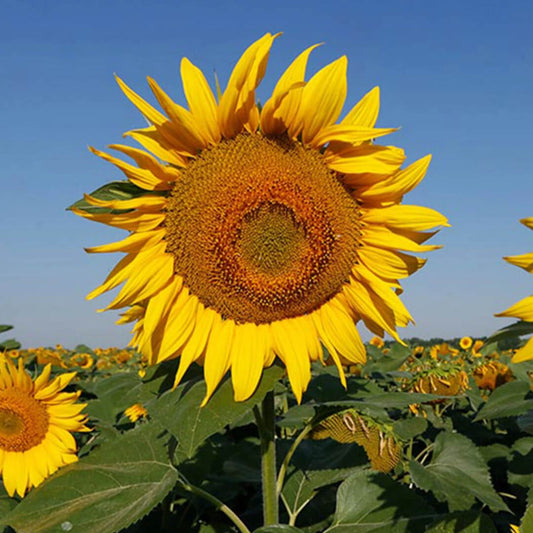 Herboo Giant Sunflower Seeds