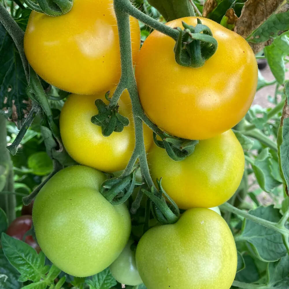 Herboo Golden Sunrise Tomato Seeds