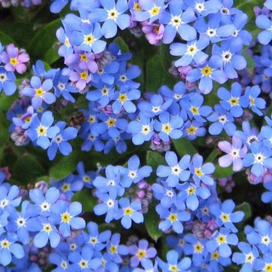 Herboo Indigo Blue Forget-Me-Not Seeds