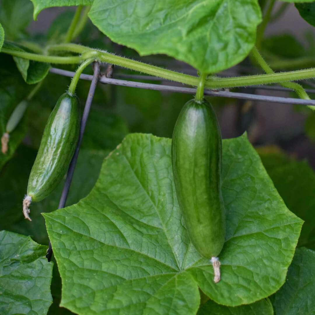 Herboo La Diva Cucumber Seeds