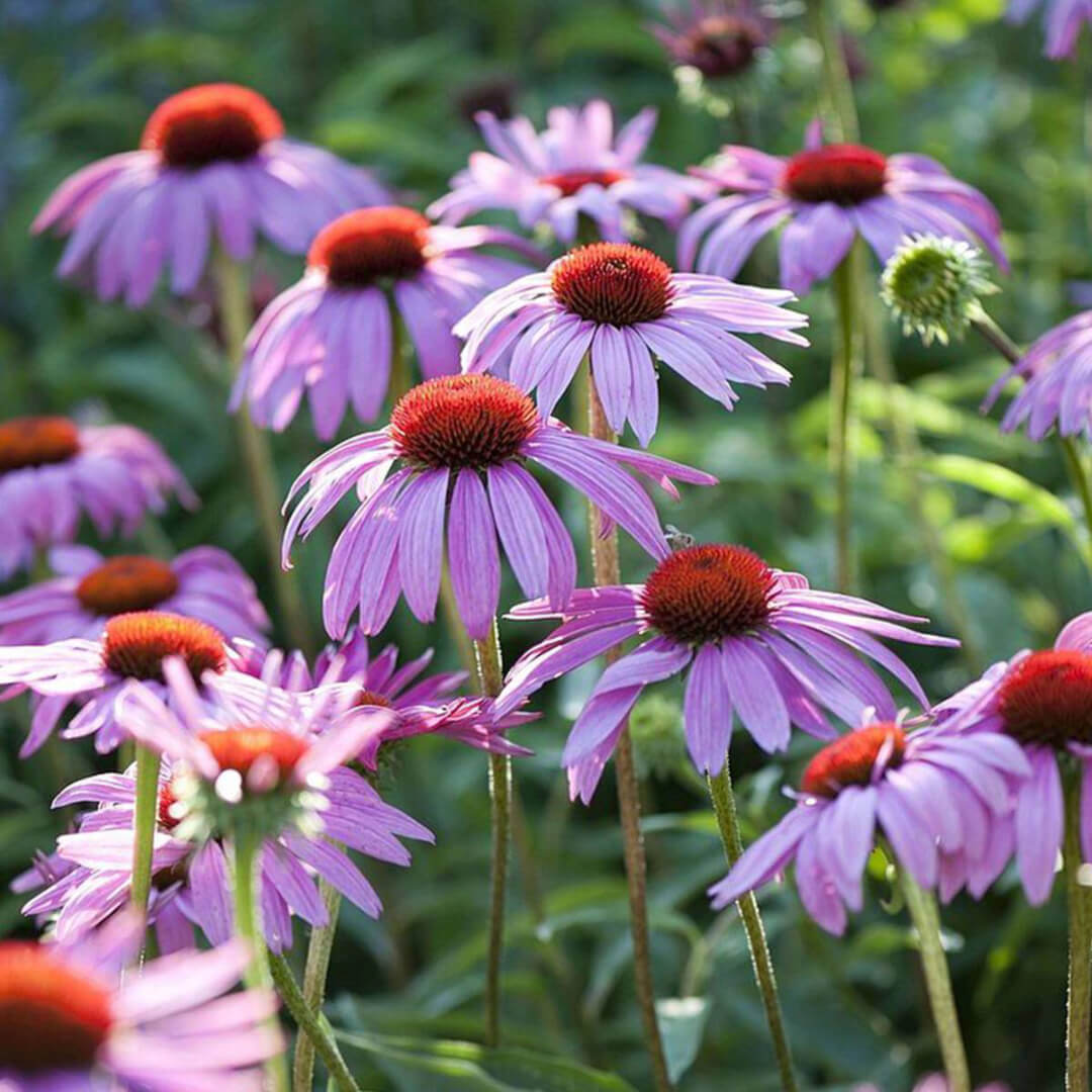 Herboo Magnus Echinacea Seeds