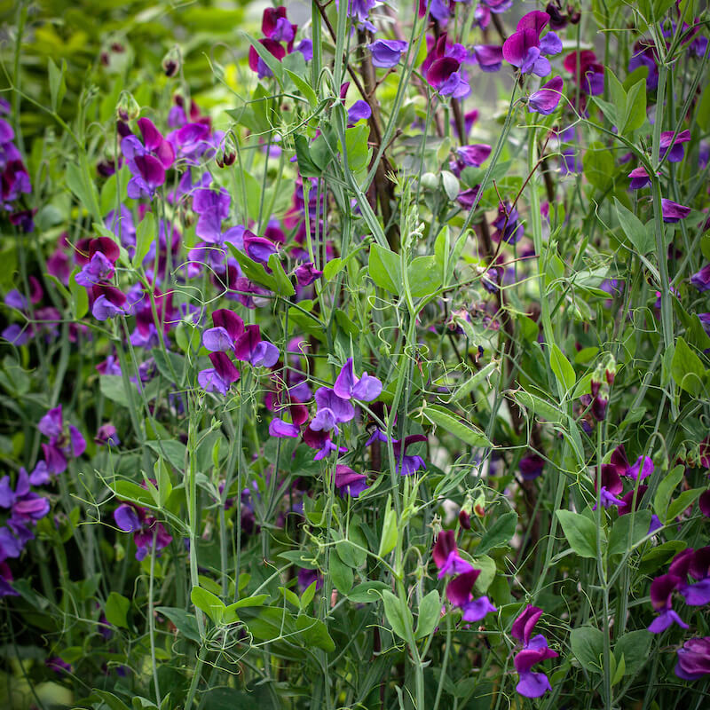 Herboo Matcuna Sweet Pea Seeds