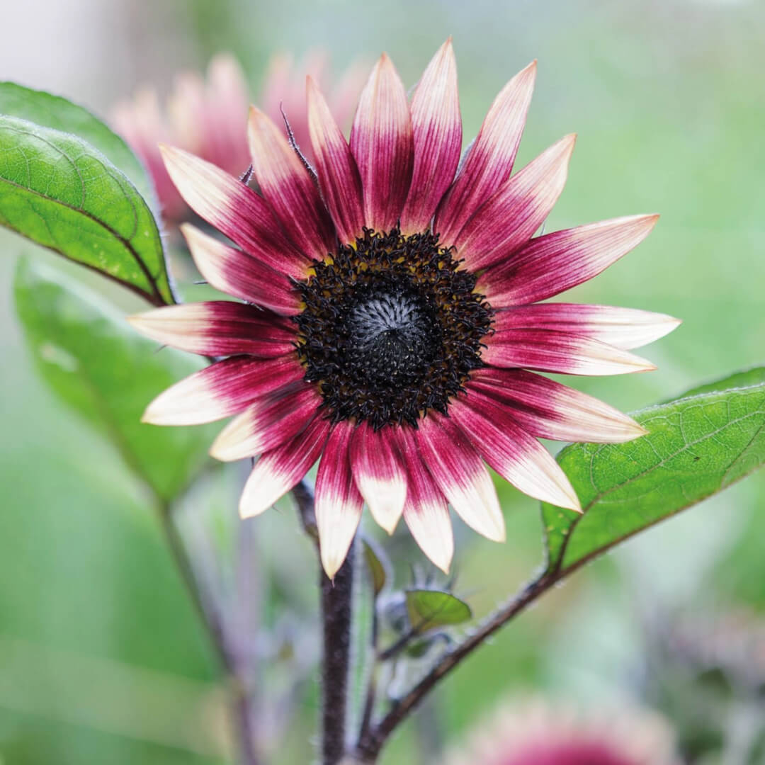 Ms Mars Sunflower Seeds