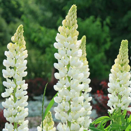 Noble Maiden Lupin Seeds