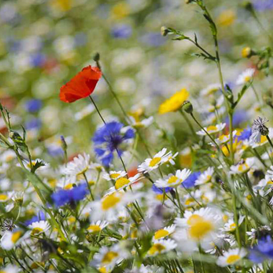 Herboo Wildflower Butterflies + Bees Seeds