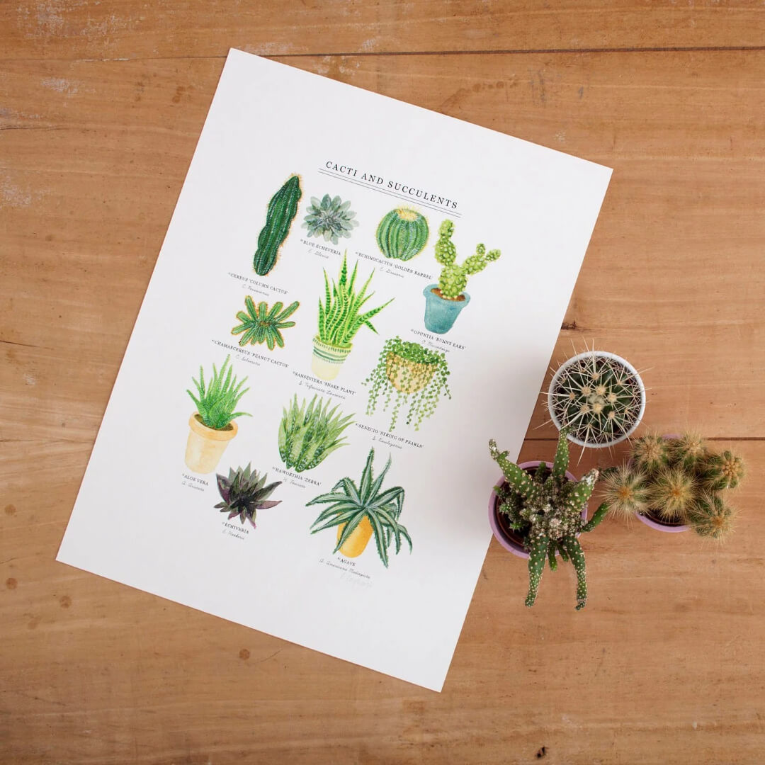 Cacti & Succulents A3 Giclee Print