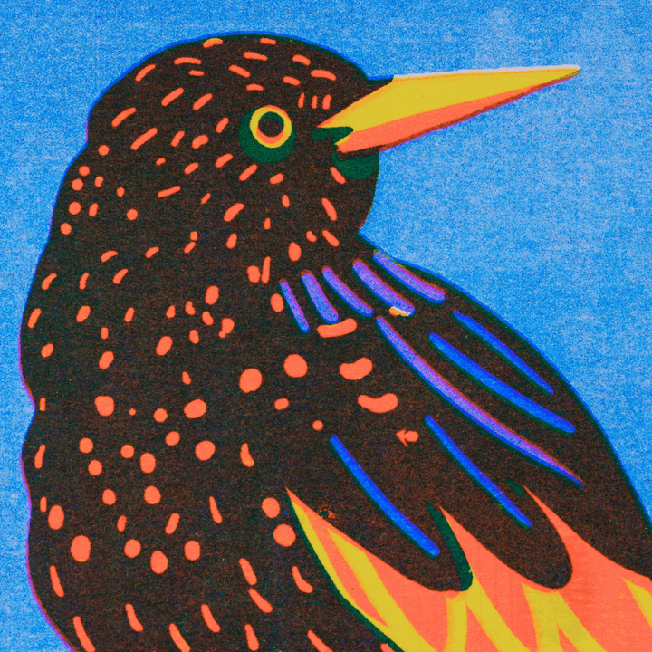 Starling A5 Riso Print