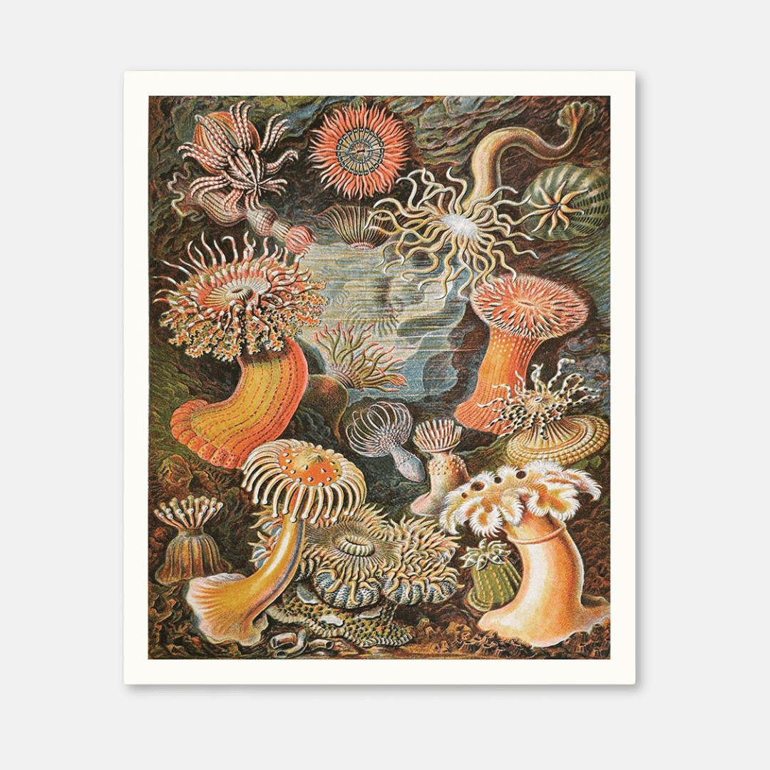 Anemones Riso Art Print