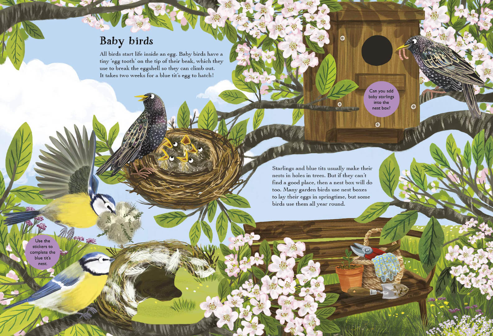 Robins Wrens and Other British Birds Sticker Book