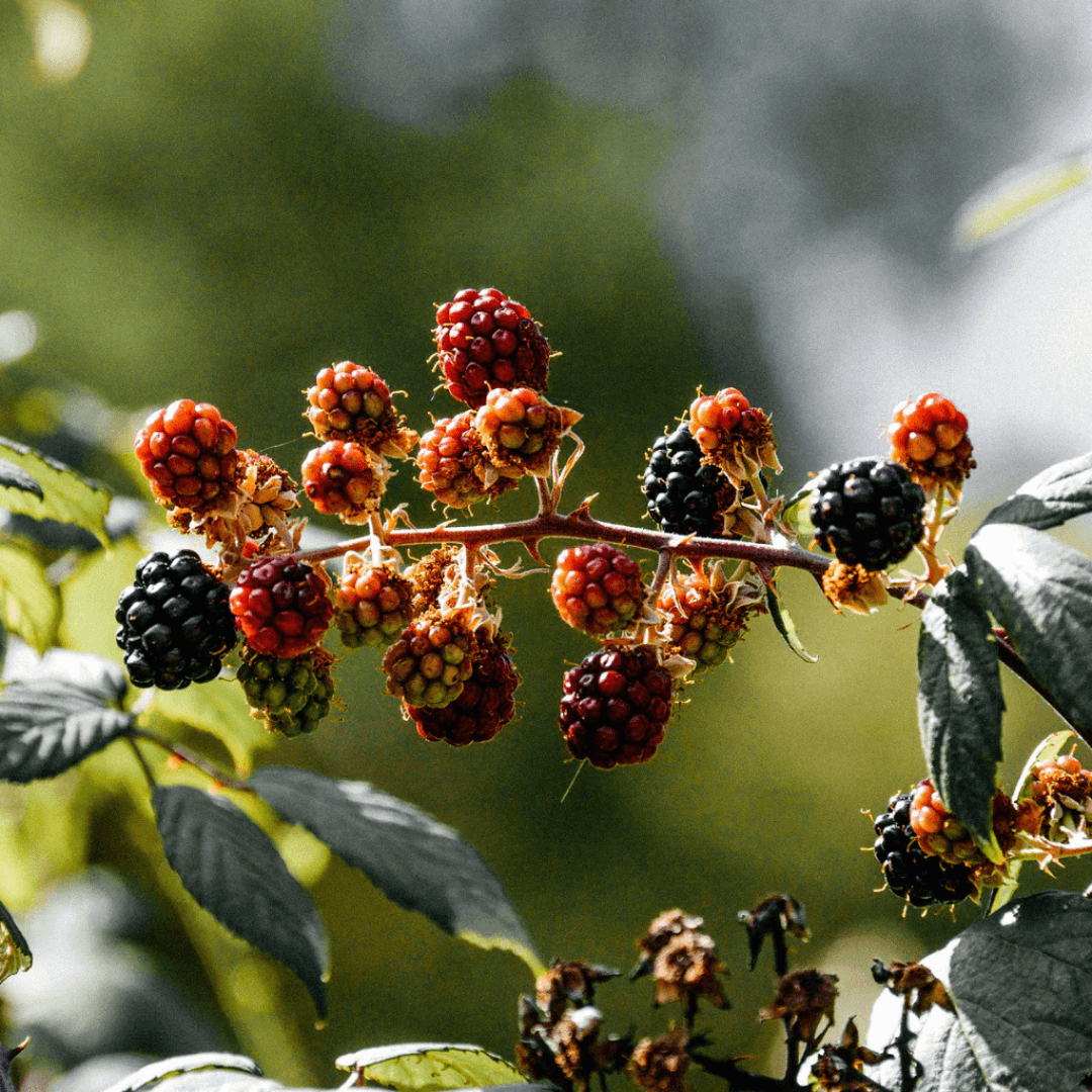 Hawthorn & Berries Tin Candle