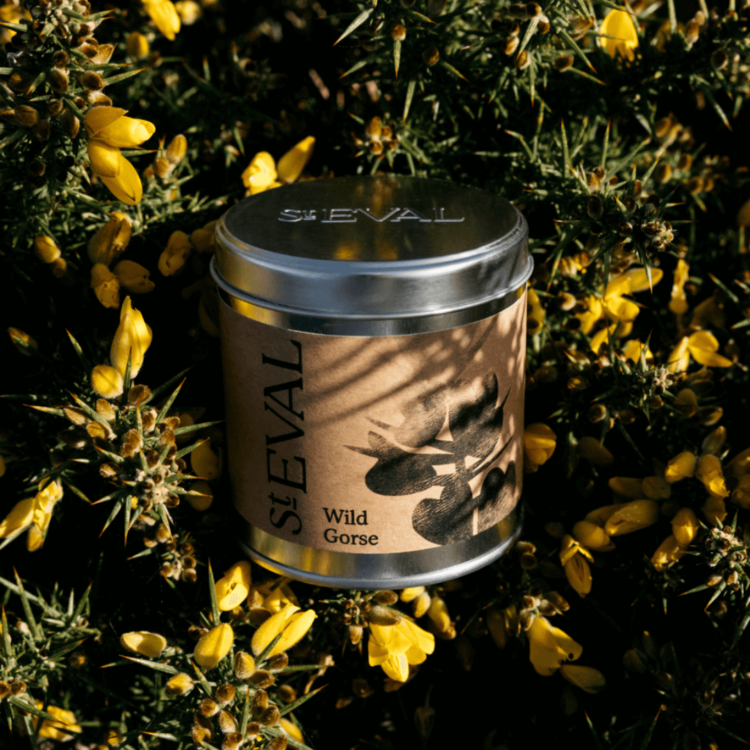 St Eval Wild Gorse Tin Candle