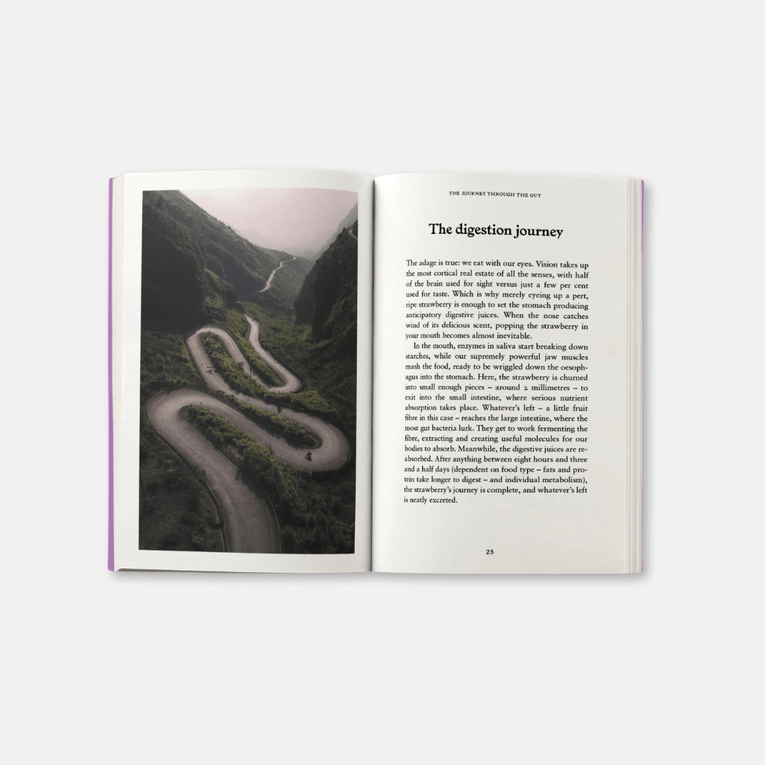 The Gut: A Pocket Primer