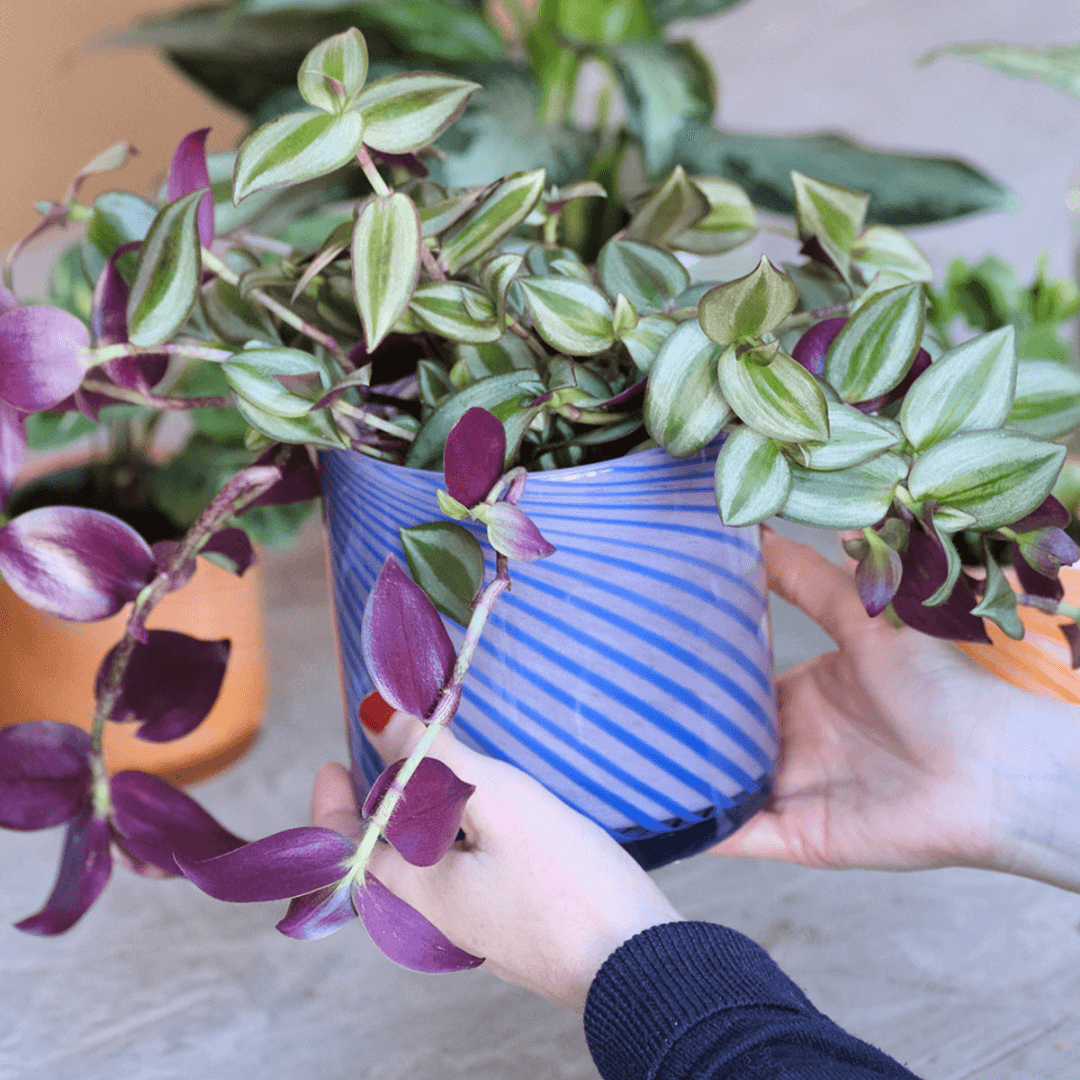 Medium Spiral Glass Planter