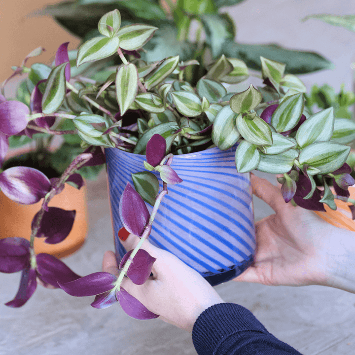 Medium Spiral Glass Planter