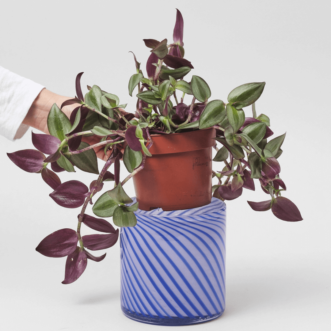 Medium Spiral Glass Planter