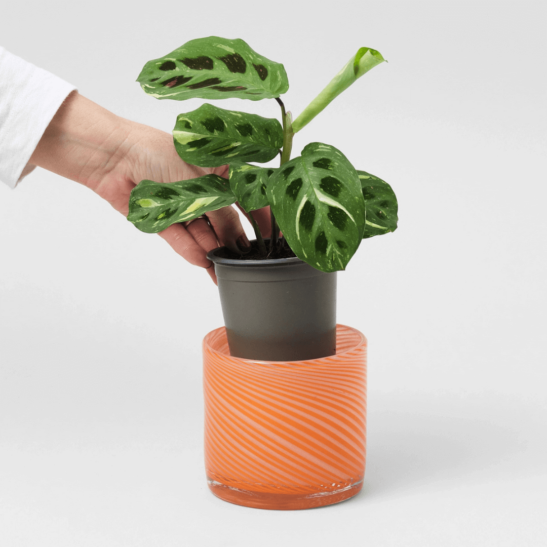 Small Spiral Glass Planter