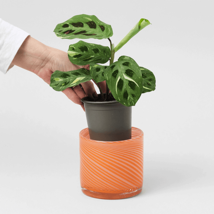 Small Spiral Glass Planter