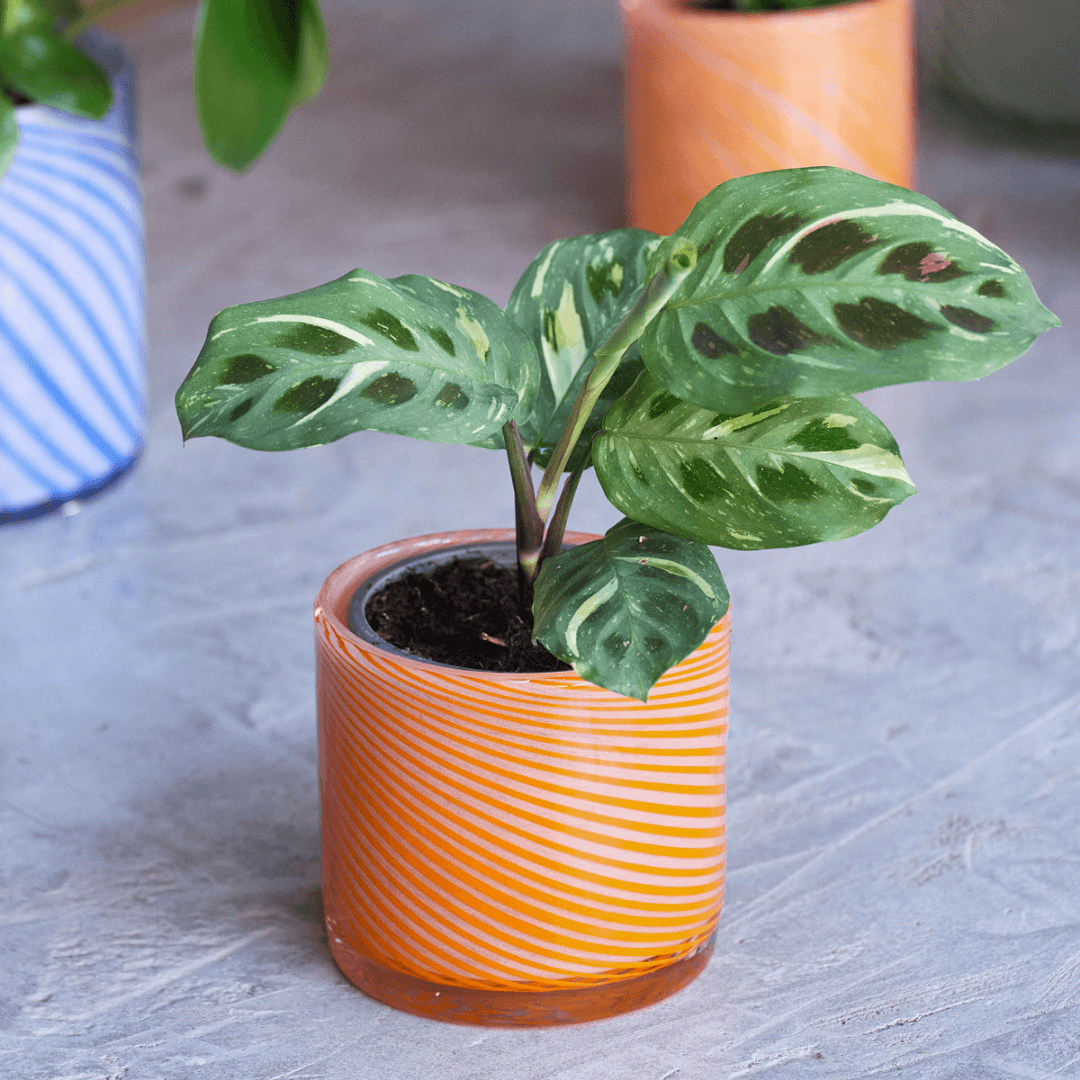 Small Spiral Glass Planter