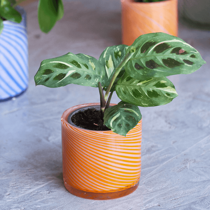 Small Spiral Glass Planter