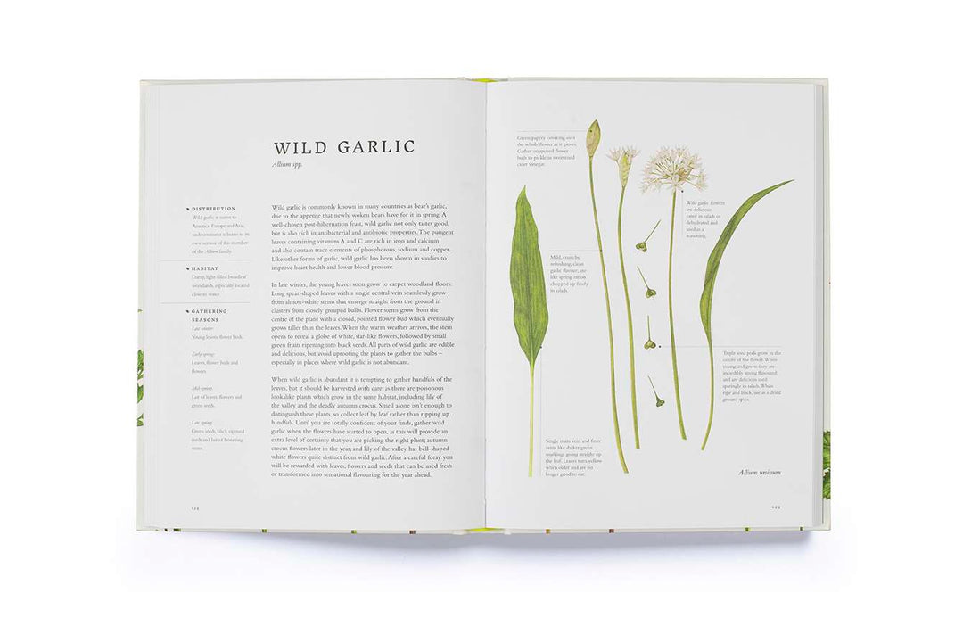 Forage: Wild Plants to Gather and Eat