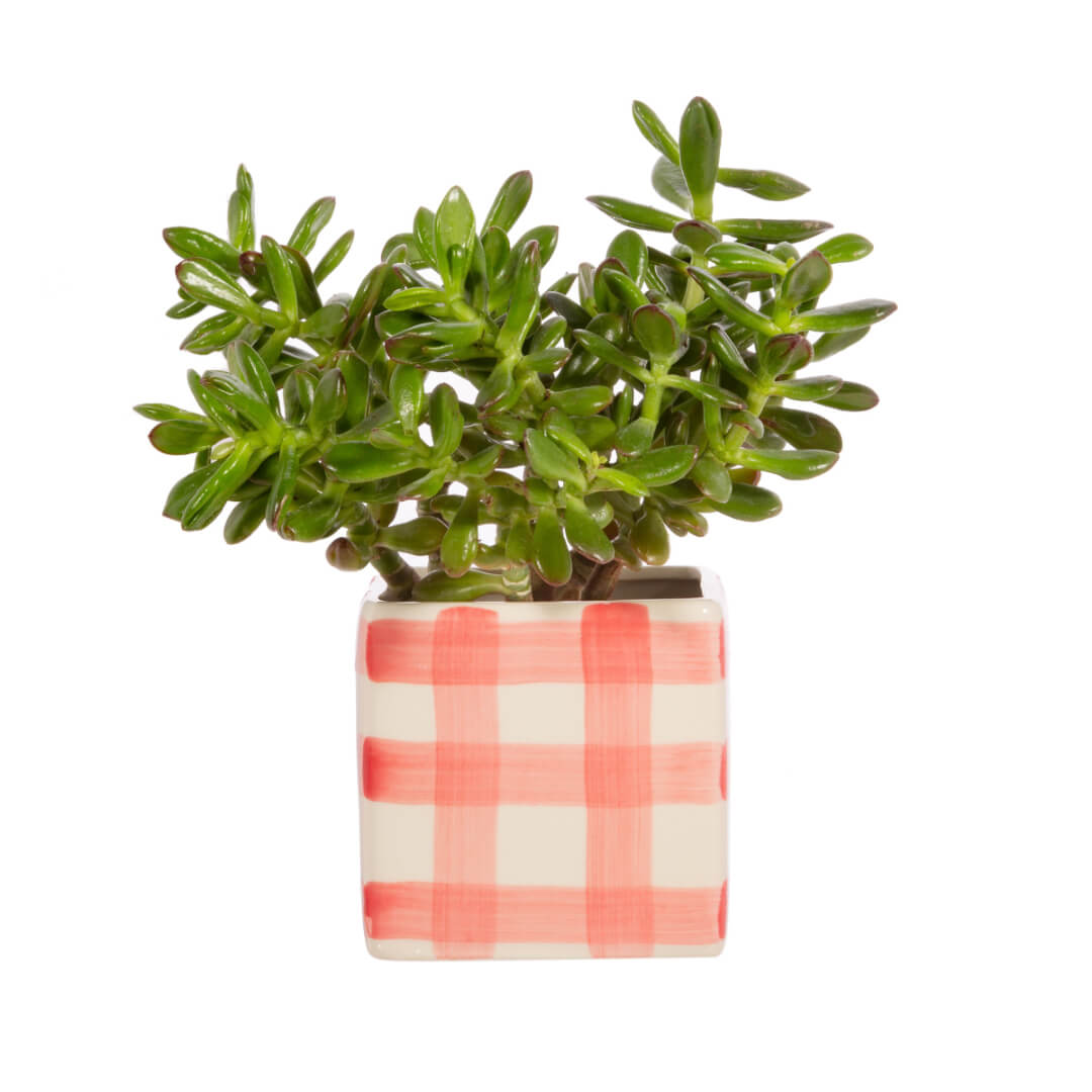 Pink Gingham Planter